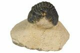 Bargain 3D Reedops Trilobite Fossils  - Photo 3